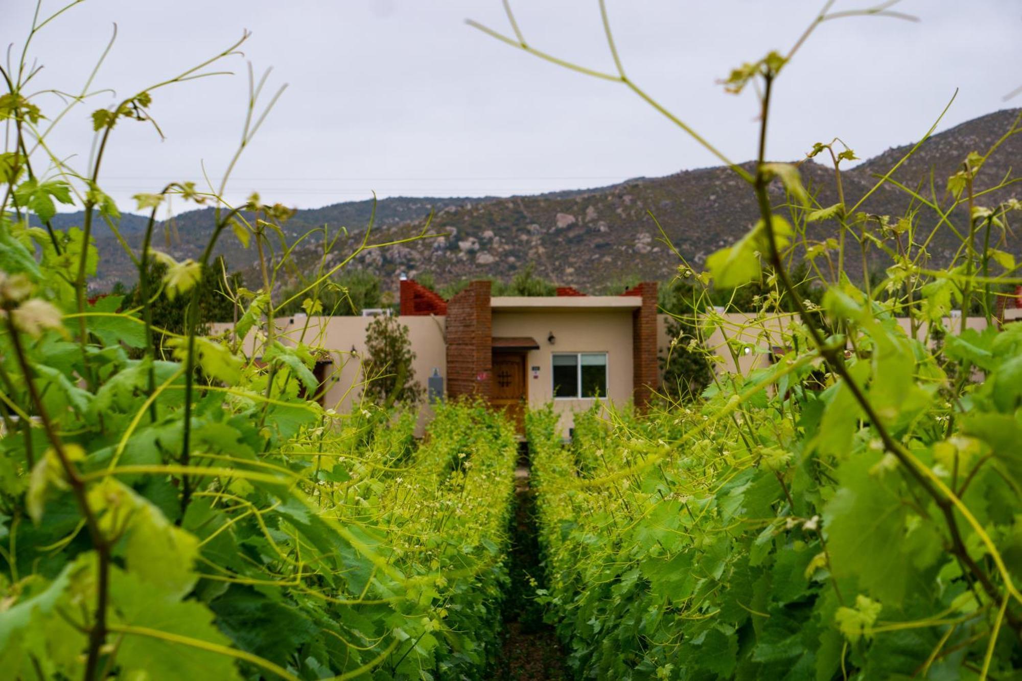 Ojo Azul Resort Valle de Guadalupe Luaran gambar
