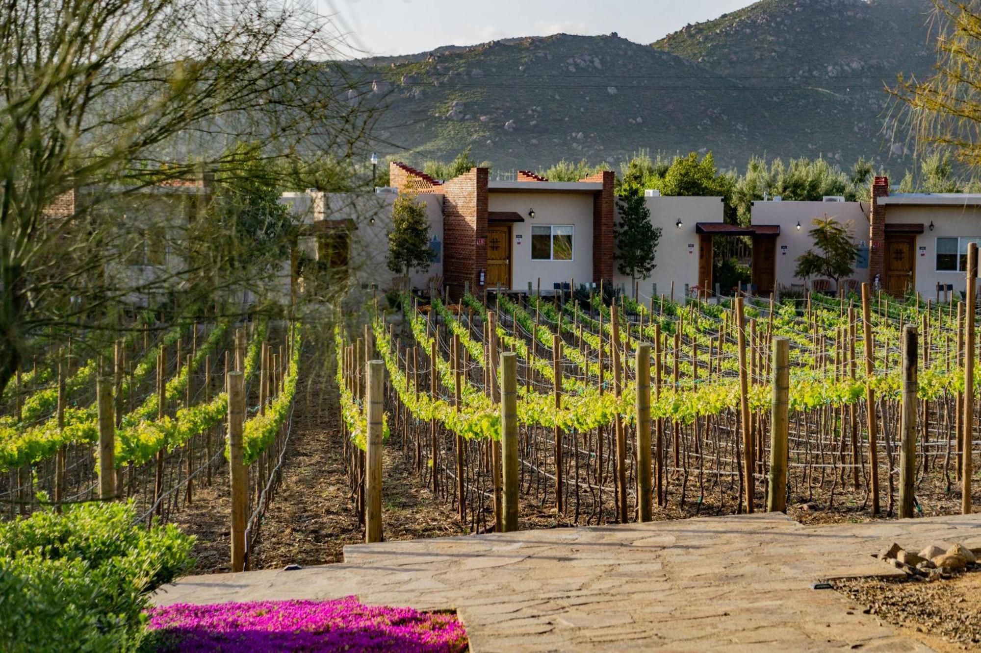 Ojo Azul Resort Valle de Guadalupe Luaran gambar